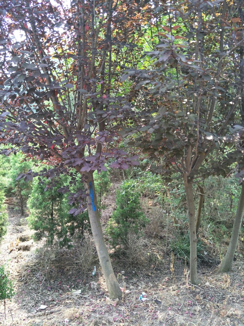 紫叶李基地直销.各种规格都有