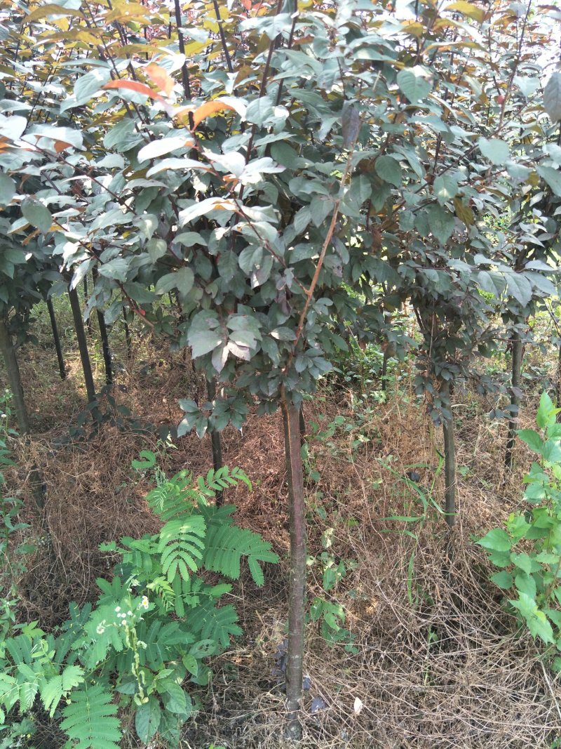 紫叶李基地直销.各种规格都有