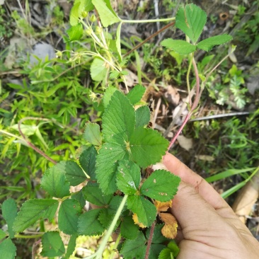 蛇莓草野生新鲜蛇泡草全草三皮风和尚头草
