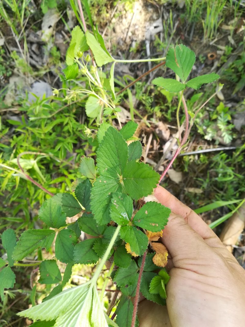 蛇莓草野生新鲜蛇泡草全草三皮风和尚头草