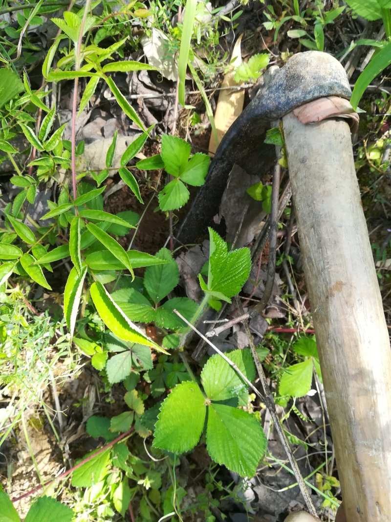 蛇莓草野生新鲜蛇泡草全草三皮风和尚头草