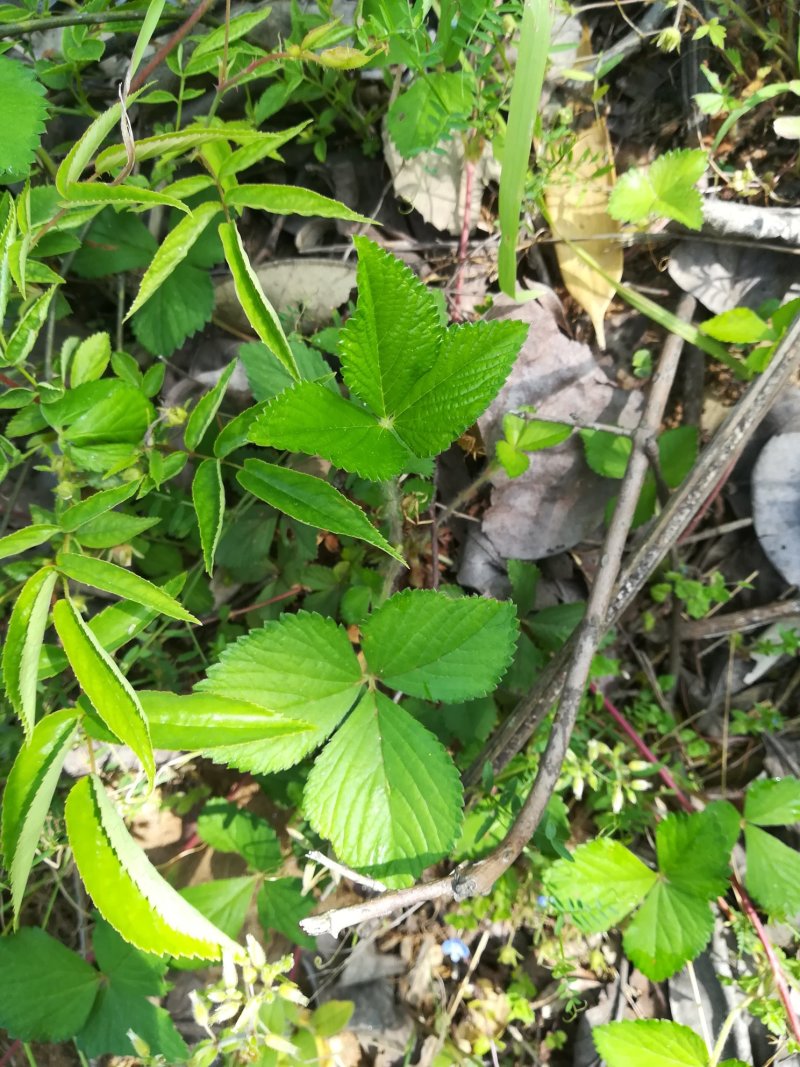 蛇莓草野生新鲜蛇泡草全草三皮风和尚头草