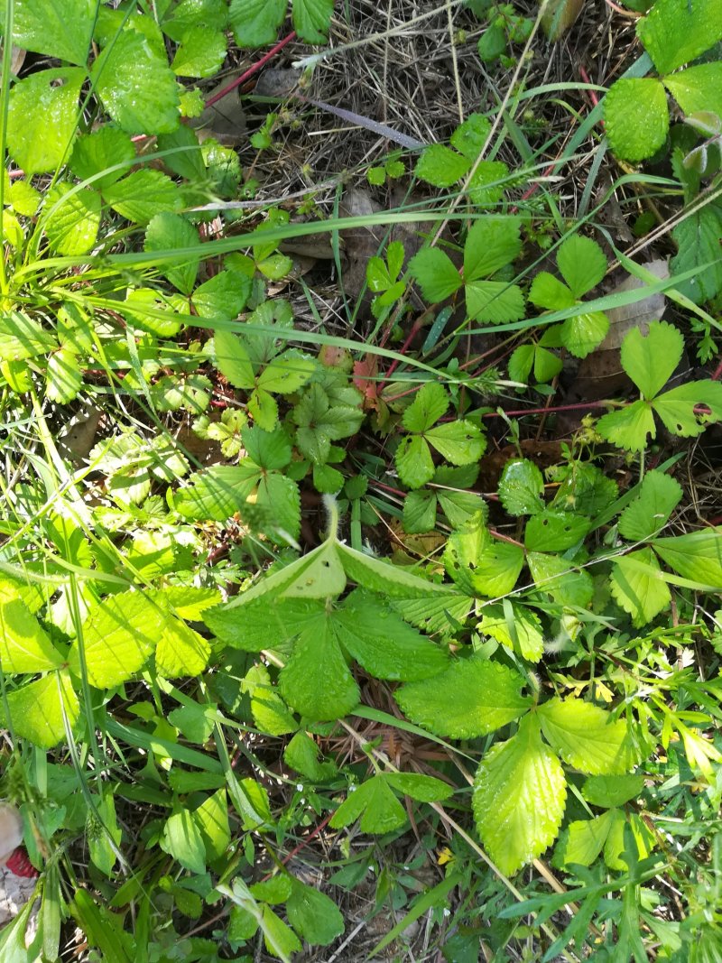 蛇莓草野生新鲜蛇泡草全草三皮风和尚头草