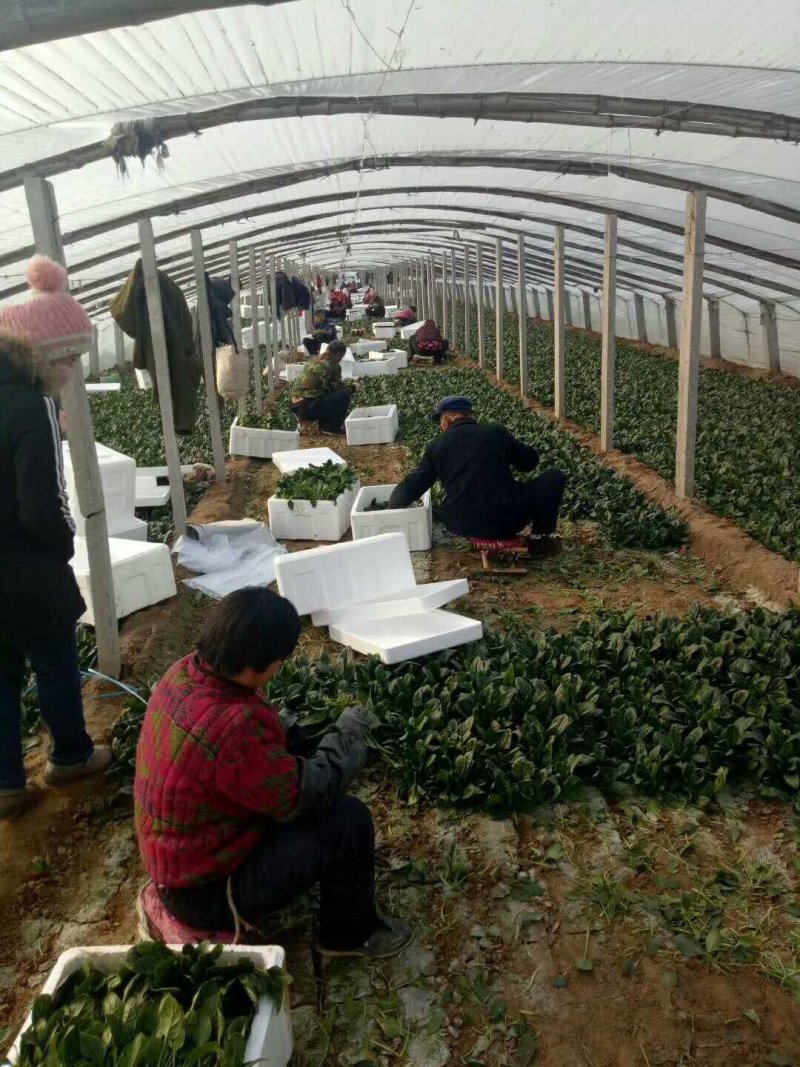 精品菠菜！各种规格，全国代发！精品包装！割菜人工随到随装