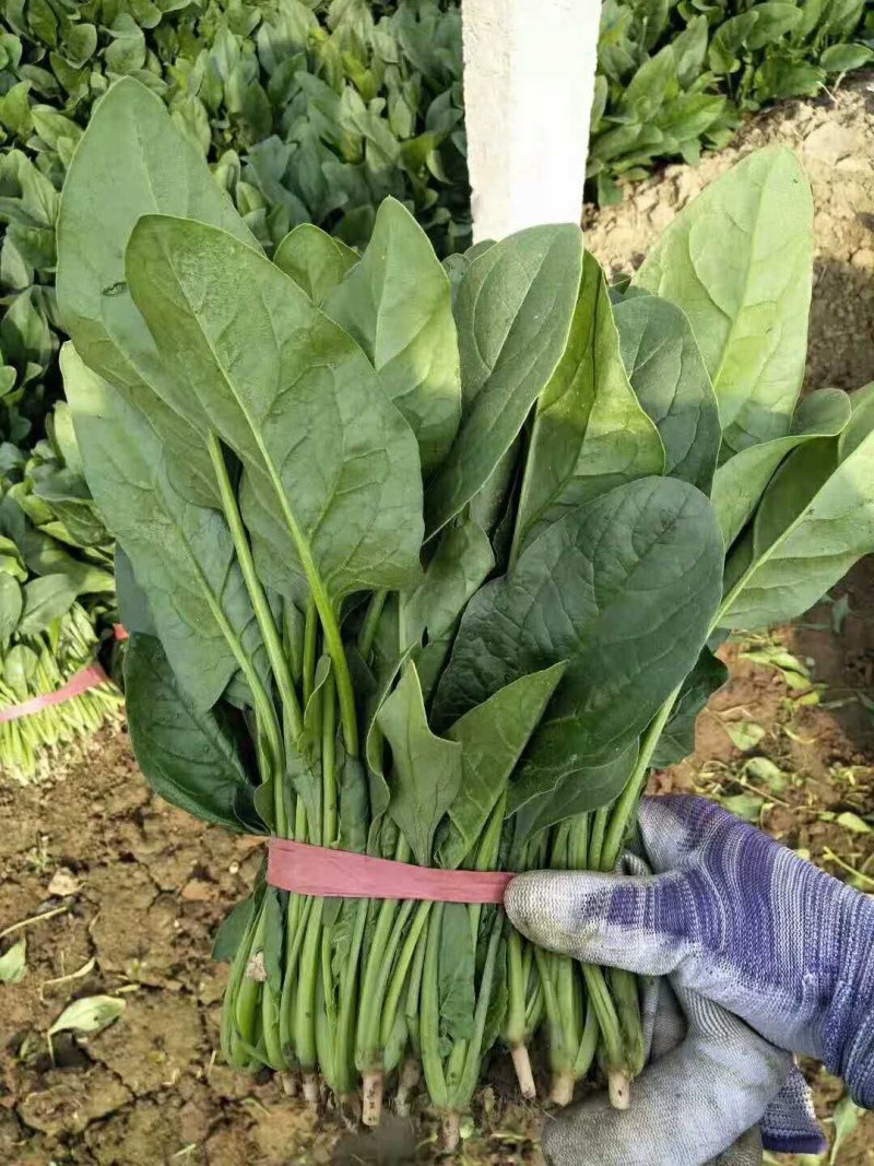 （基地直供）专业供应三排两排泡沫箱打捆菠菜全国代发