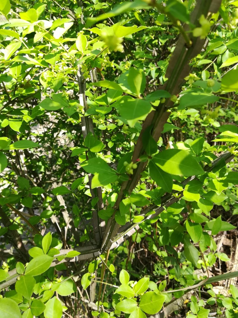 鬼箭羽野生卫矛供枝入药野生鲜鬼箭羽树枝条