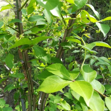 鬼箭羽野生卫矛供枝入药野生鲜鬼箭羽树枝条