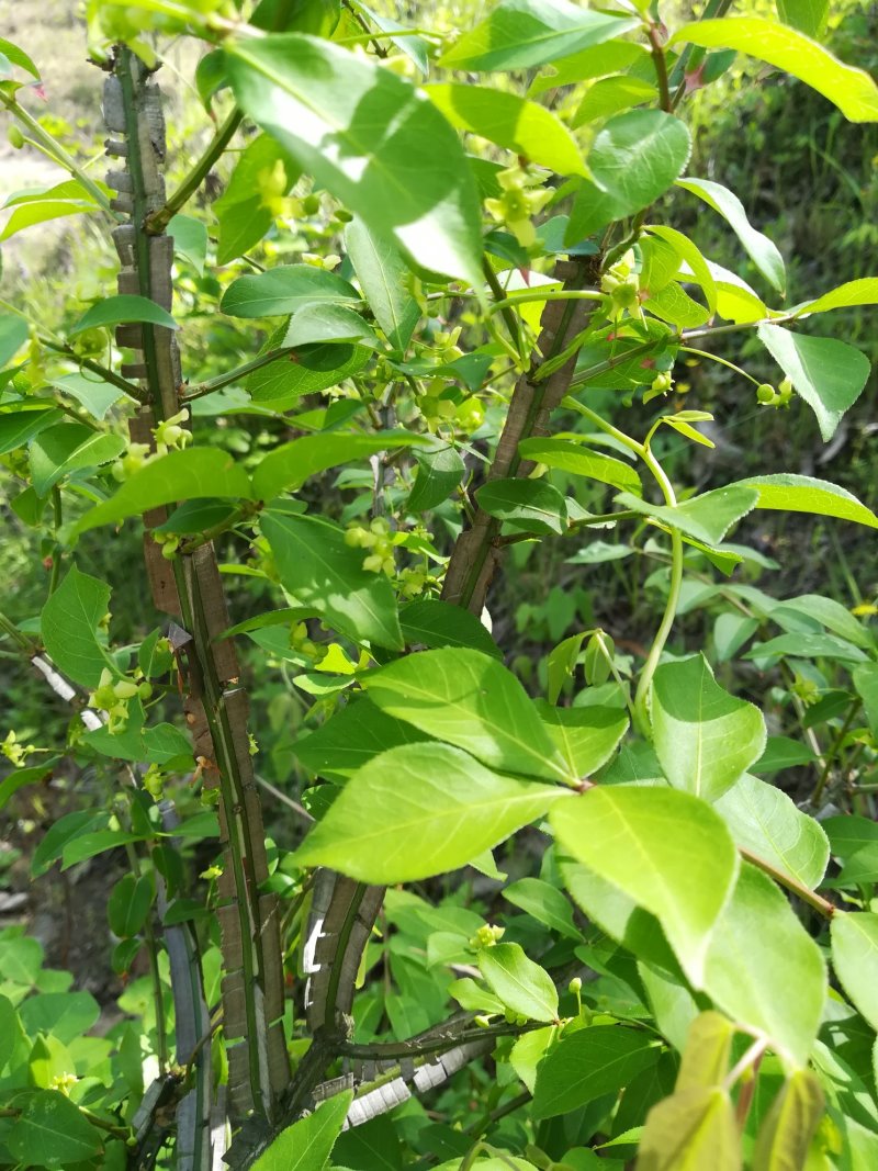 鬼箭羽野生卫矛供枝入药野生鲜鬼箭羽树枝条