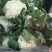 【荐】菜花花菜松花菜河北松花菜物美价廉销量高走货快热卖中