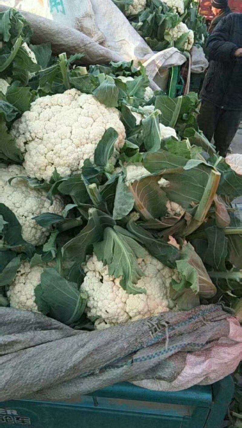 【荐】菜花花菜松花菜河北松花菜物美价廉销量高走货快热卖中
