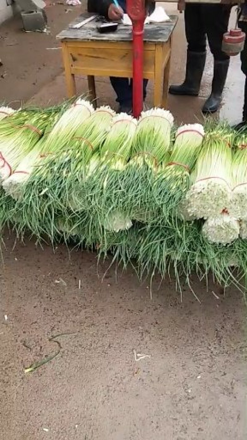 蔬菜专业代办，以诚为本，上货准快，有需要采购的老板欢迎