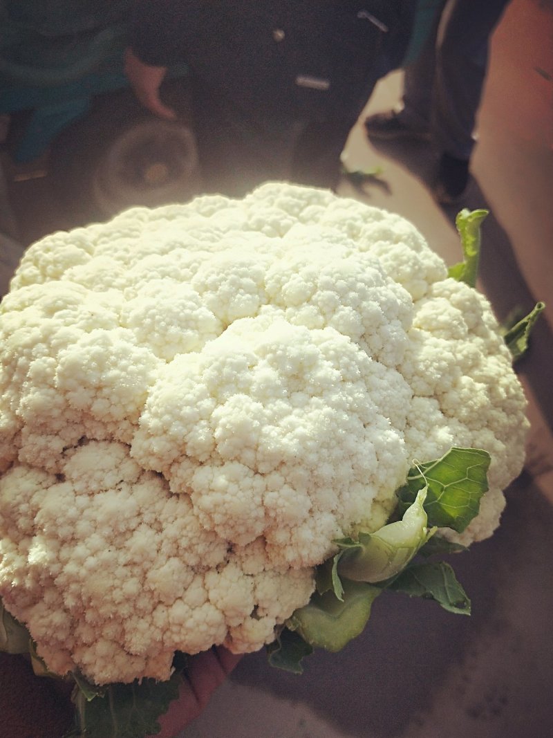 精品有机菜花松菜花花椰菜个头均匀一手货源