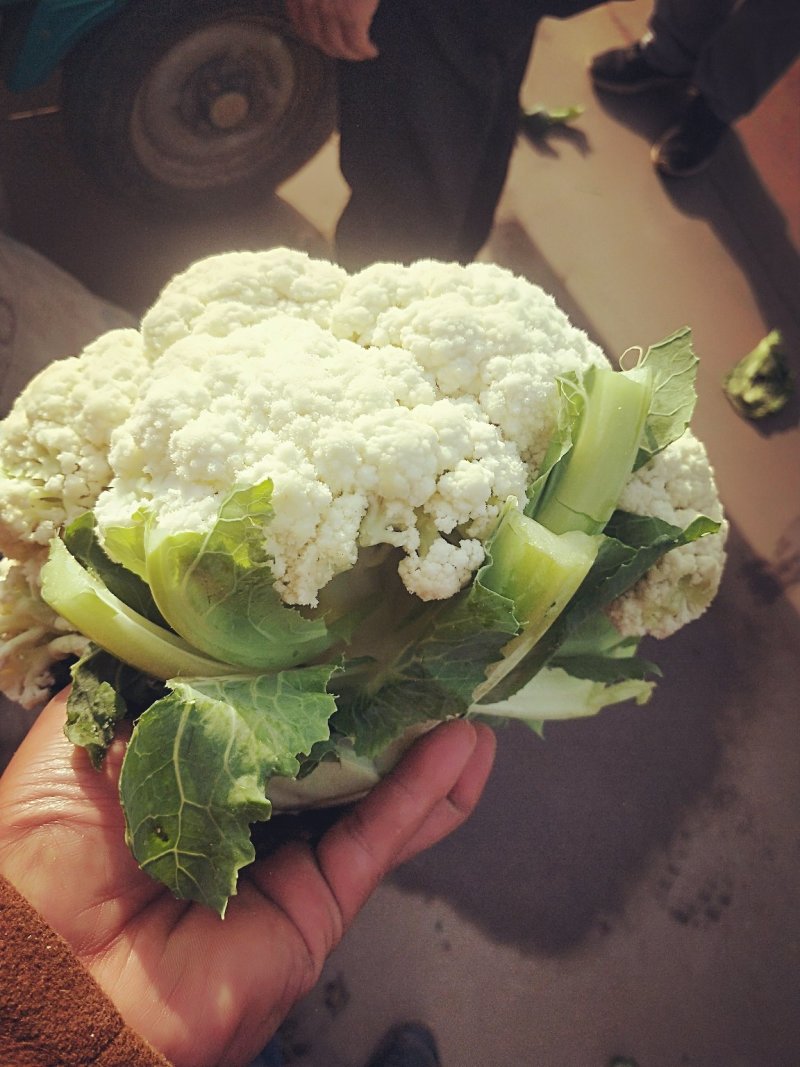 精品有机菜花松菜花花椰菜个头均匀一手货源
