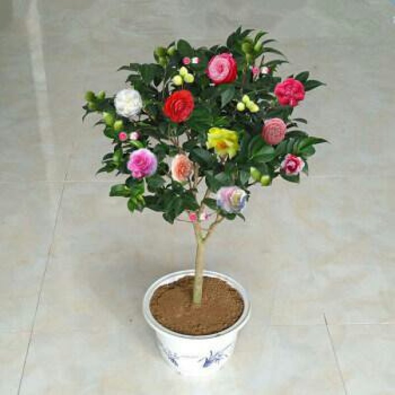 各种花苗，樱桃苗，板栗核桃苗