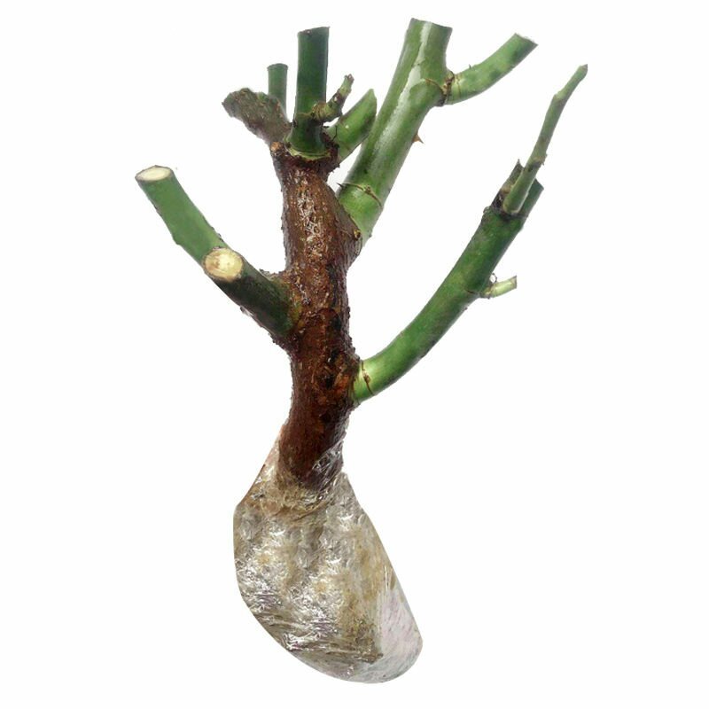 各种花苗，樱桃苗，板栗核桃苗