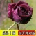 各种花苗，樱桃苗，板栗核桃苗