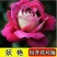 各种花苗，樱桃苗，板栗核桃苗