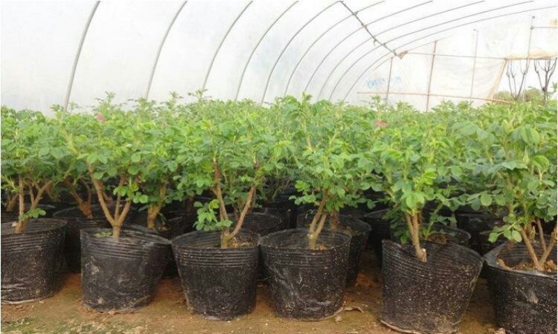 各种花苗，樱桃苗，板栗核桃苗
