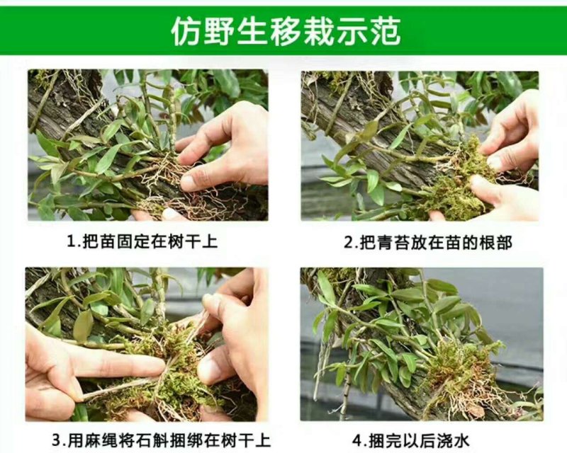 浙江雁荡山铁皮石斛黑盆盆栽吊兰盆栽可观赏可食用量大从优