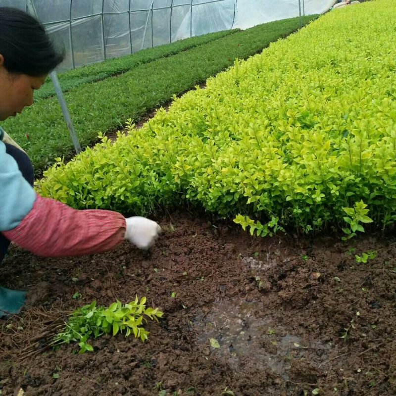 金叶女贞小苗，床苗量大批发