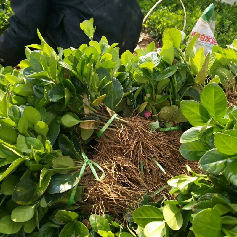 北海道黄杨床苗，小苗量大批发