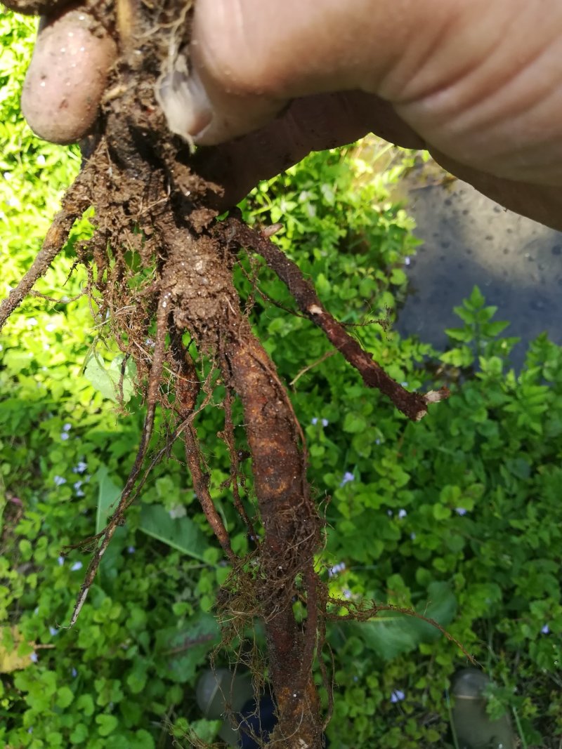 苎麻根野生新鲜苎麻根洗净发货