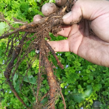 苎麻根野生新鲜苎麻根洗净发货