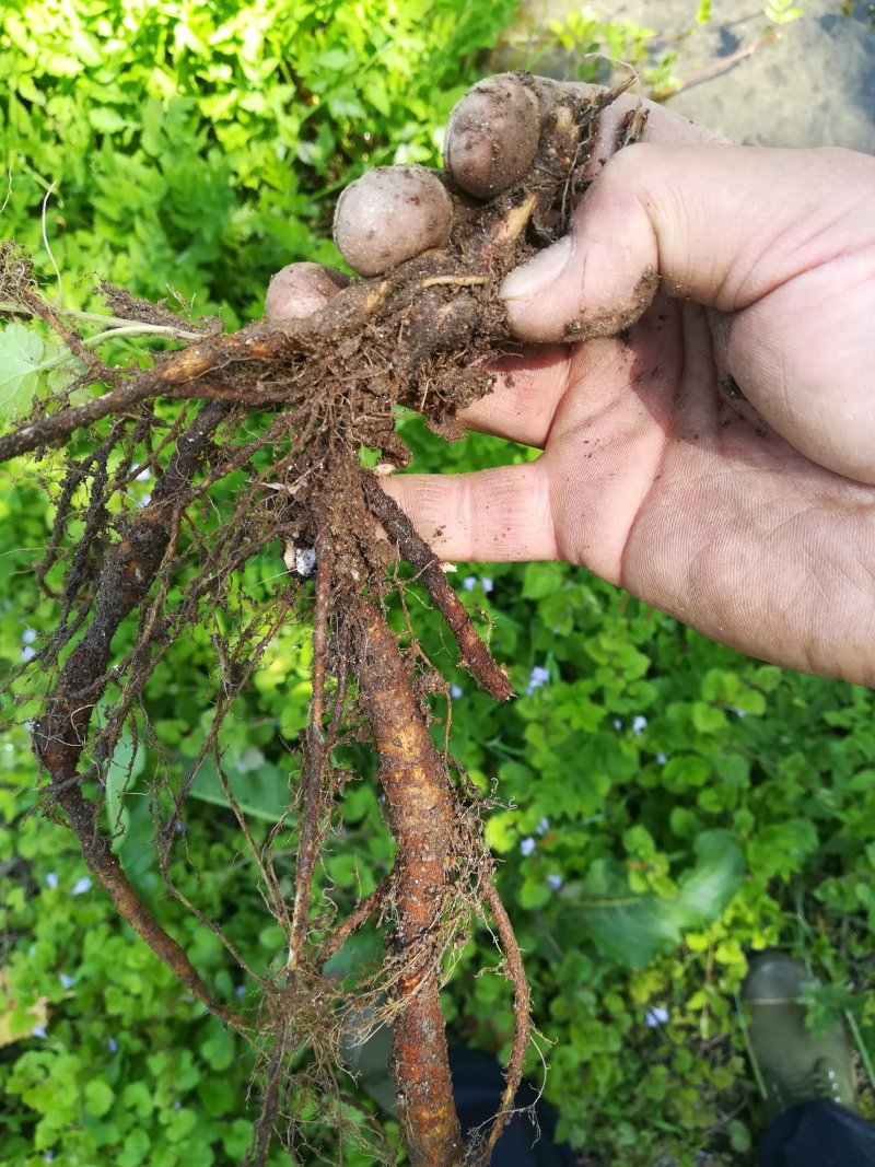 苎麻根野生新鲜苎麻根洗净发货
