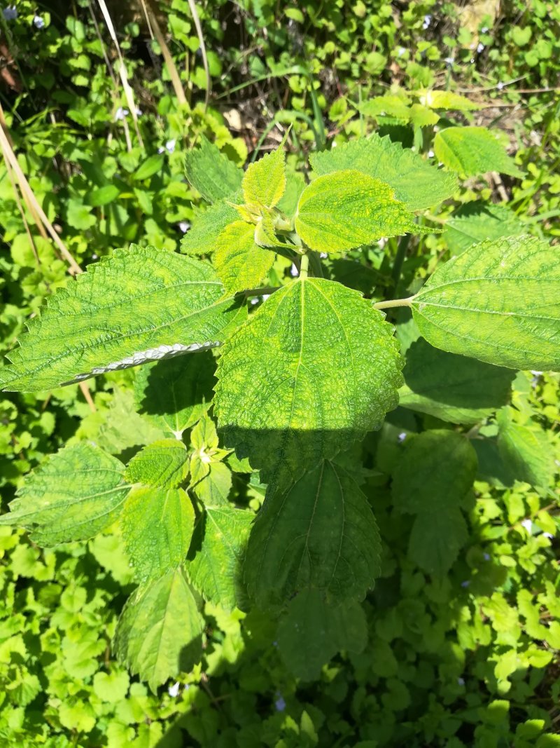 苎麻根野生新鲜苎麻根洗净发货