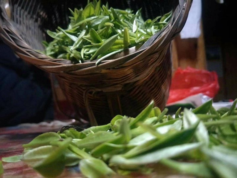 特级金骏眉招牌茶，浓香新茶，蜜香黄芽红茶，茶农特价批发中