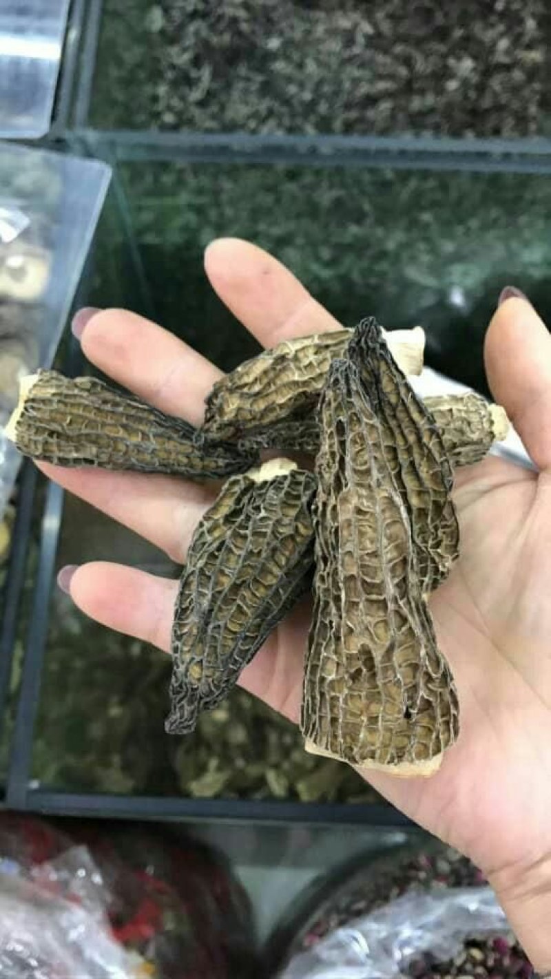 进口野生羊肚菌～10公斤包邮