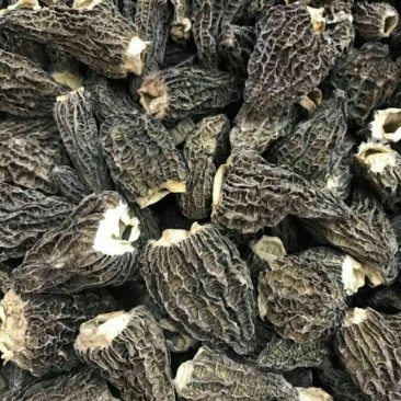 进口野生羊肚菌～10公斤包邮