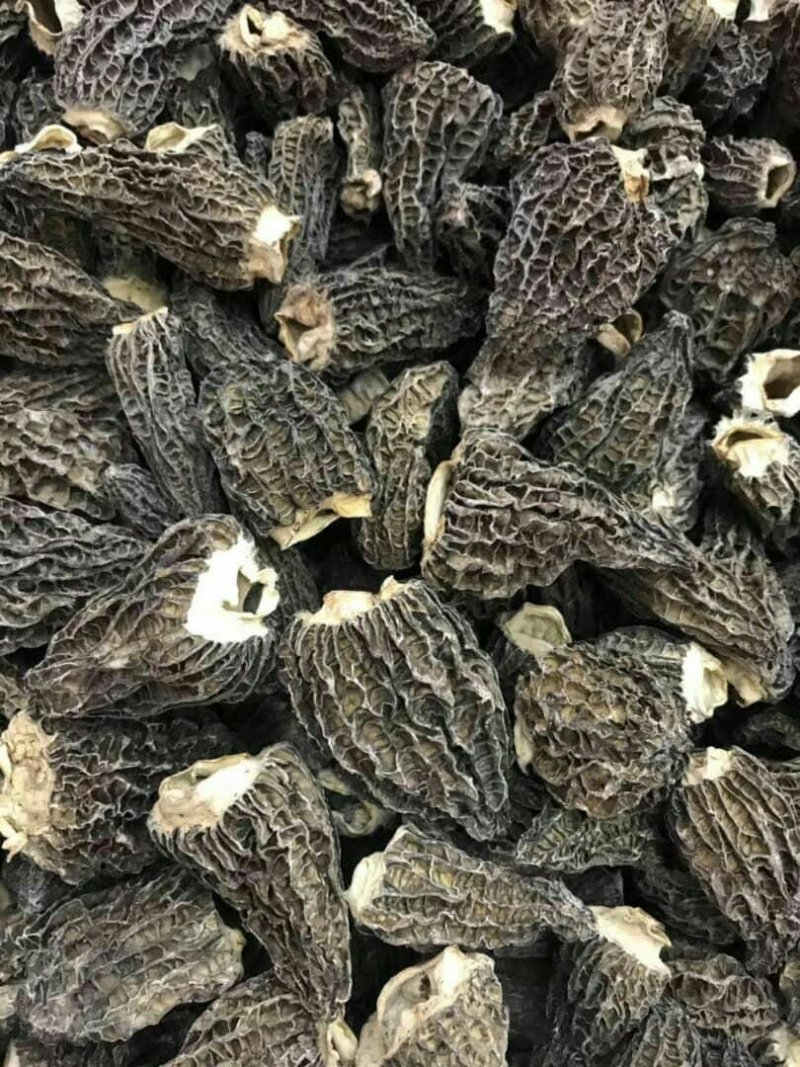 进口野生羊肚菌～10公斤包邮