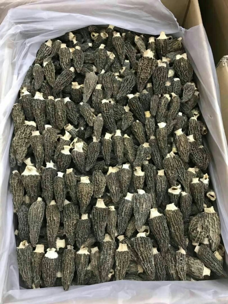 进口野生羊肚菌～10公斤包邮