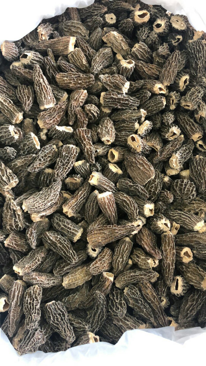 进口野生羊肚菌～10公斤包邮