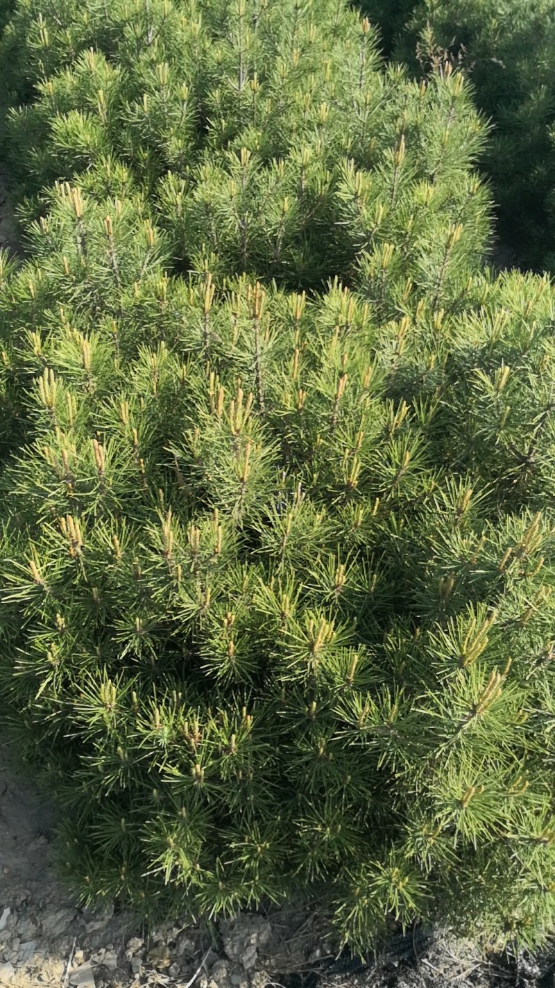白皮松