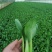 山东油菜小青菜(全国代发)