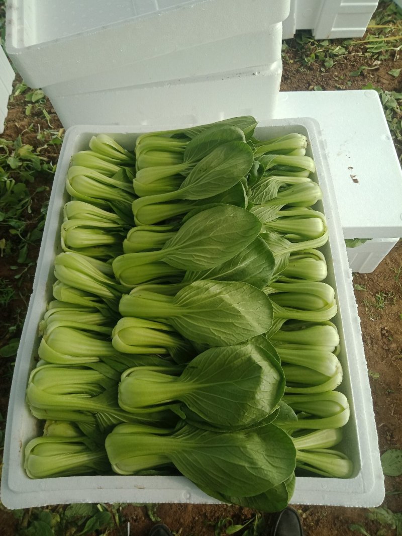 山东油菜小青菜(全国代发)