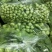山东油菜小青菜(全国代发)