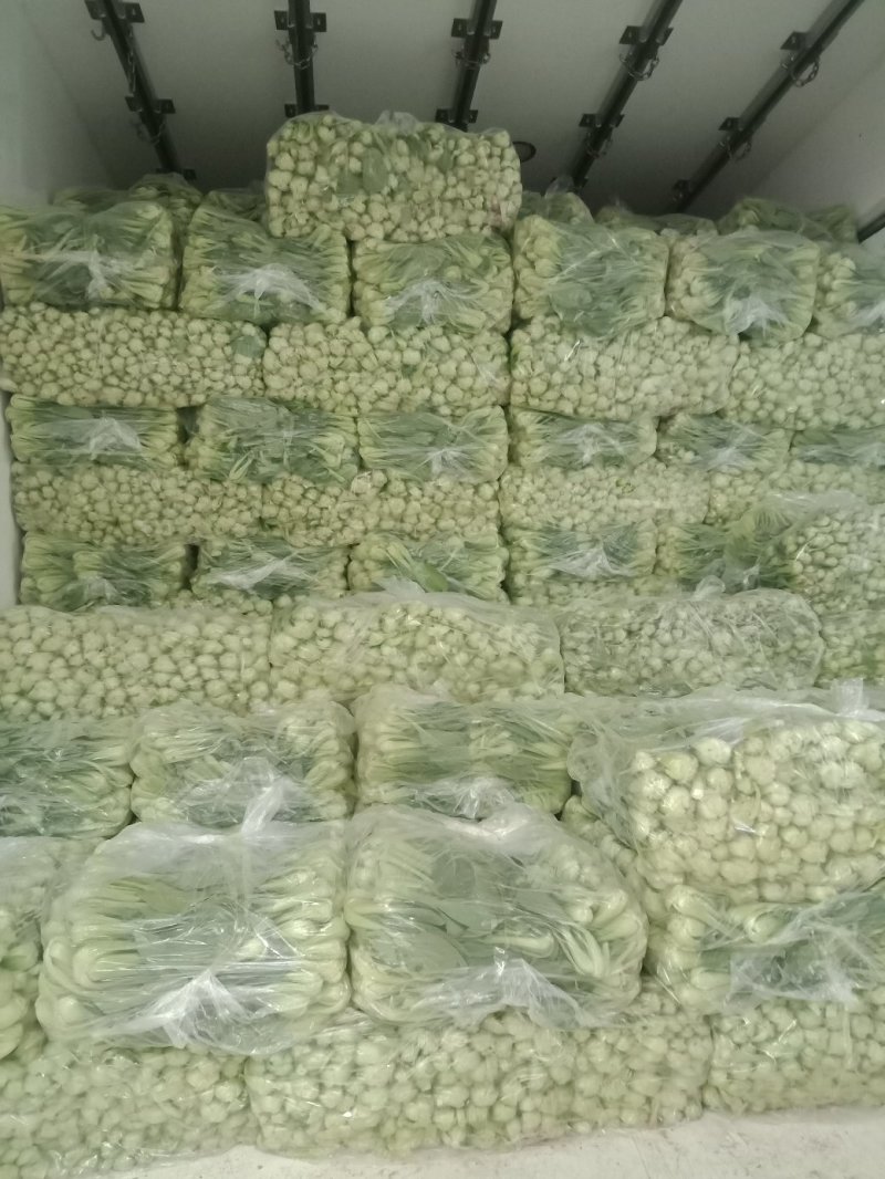 山东油菜小青菜(全国代发)