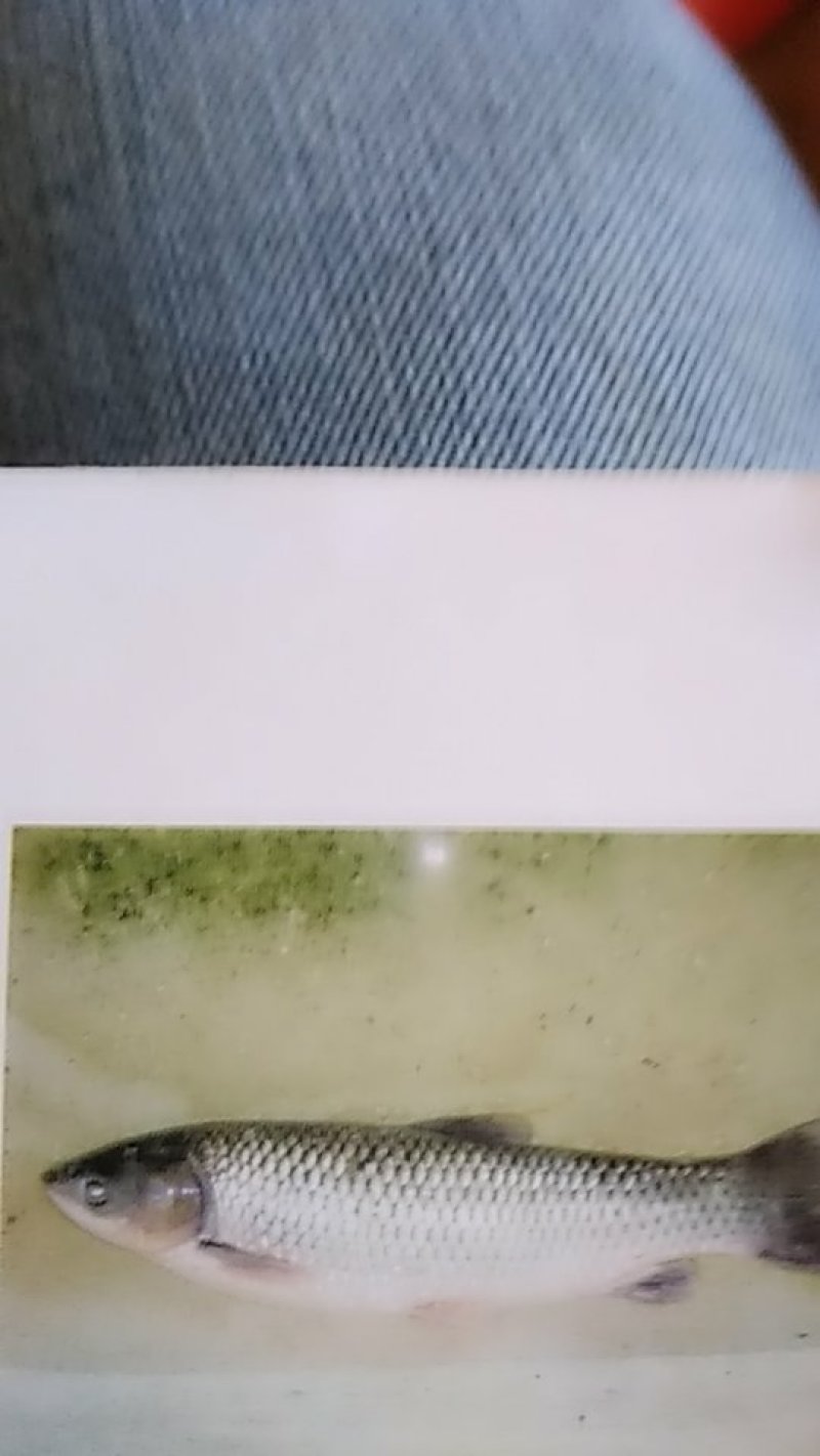 草鱼苗有化水，火片，寸片，冬片。