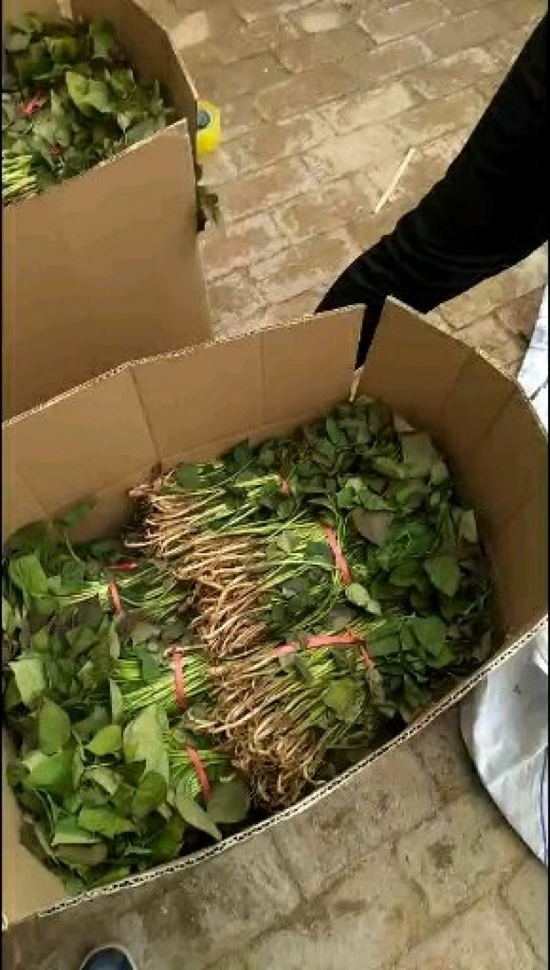 红薯苗