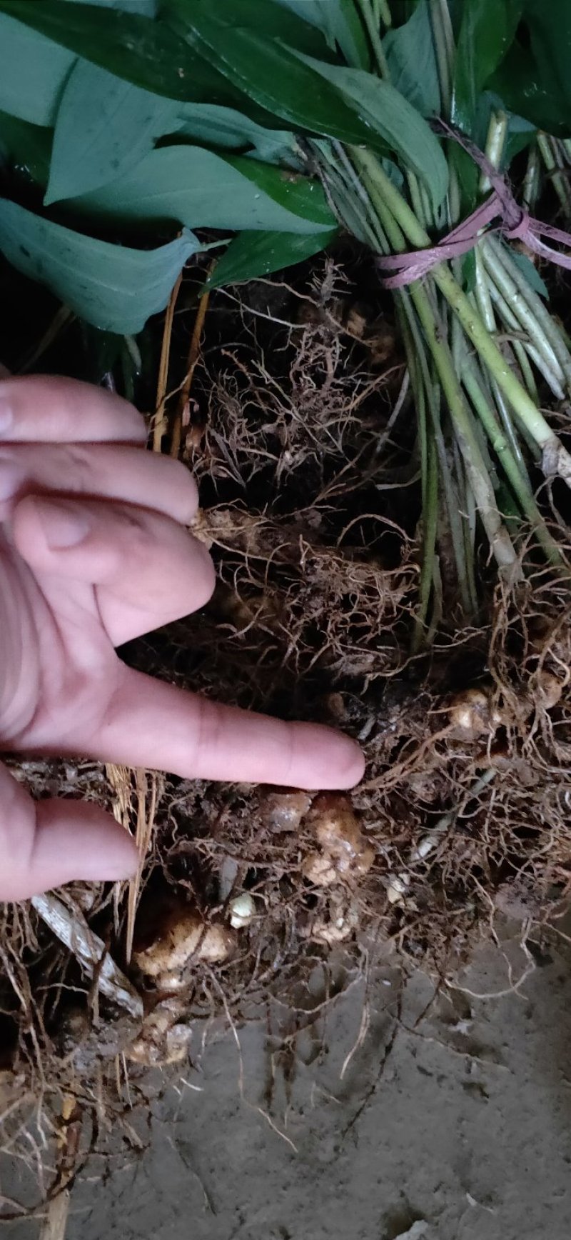 多花姜型黄精种苗(药典品种)