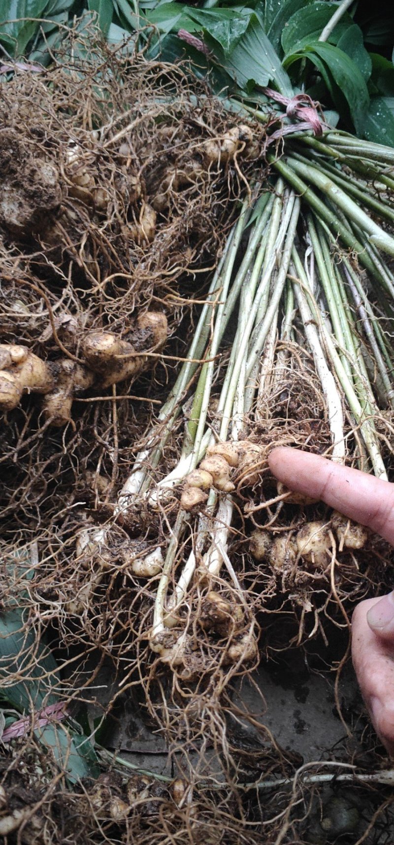 多花姜型黄精种苗(药典品种)