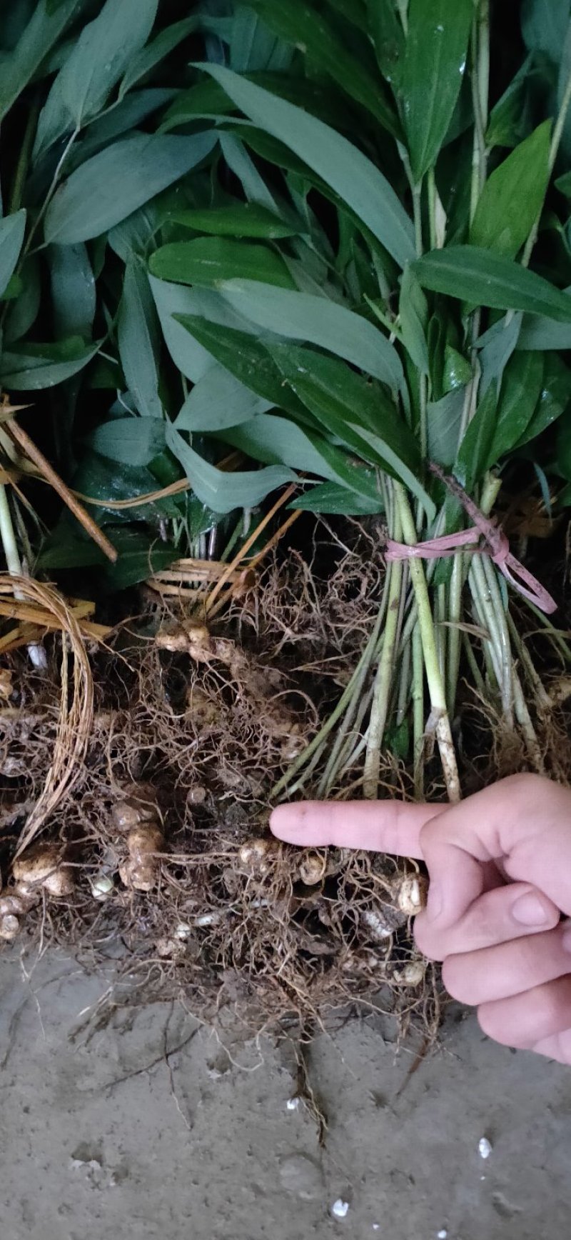多花姜型黄精种苗(药典品种)