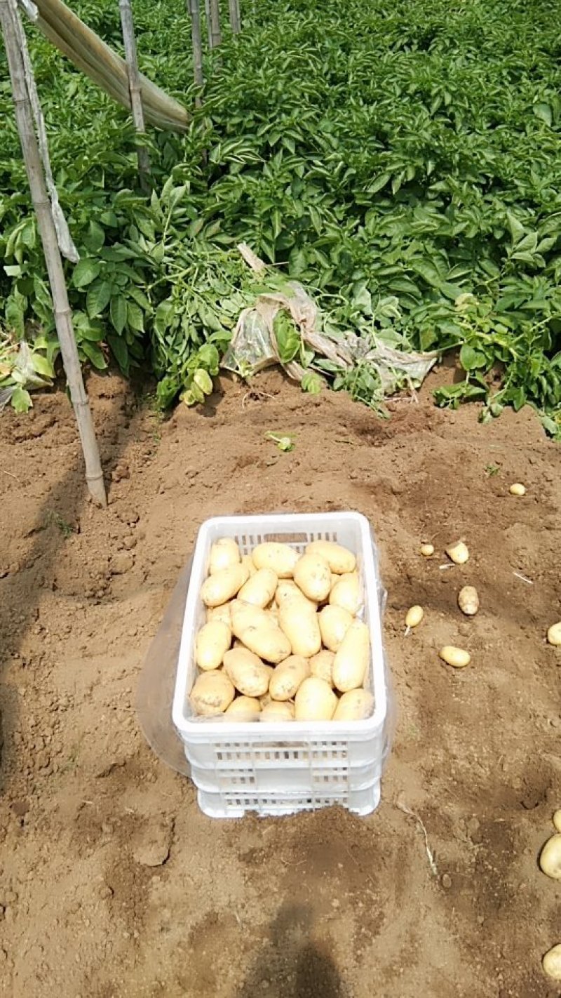 滕州春季新土豆1两以上