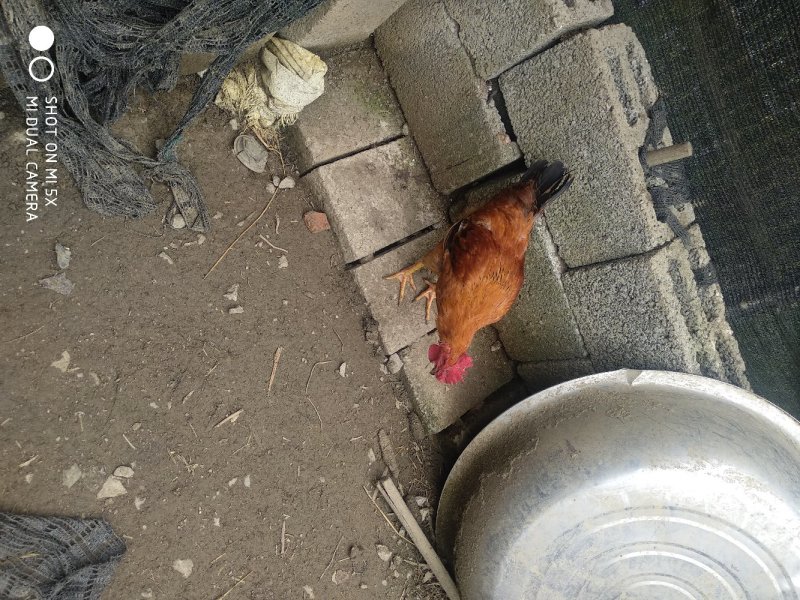 散养土鸡五谷杂粮喂养