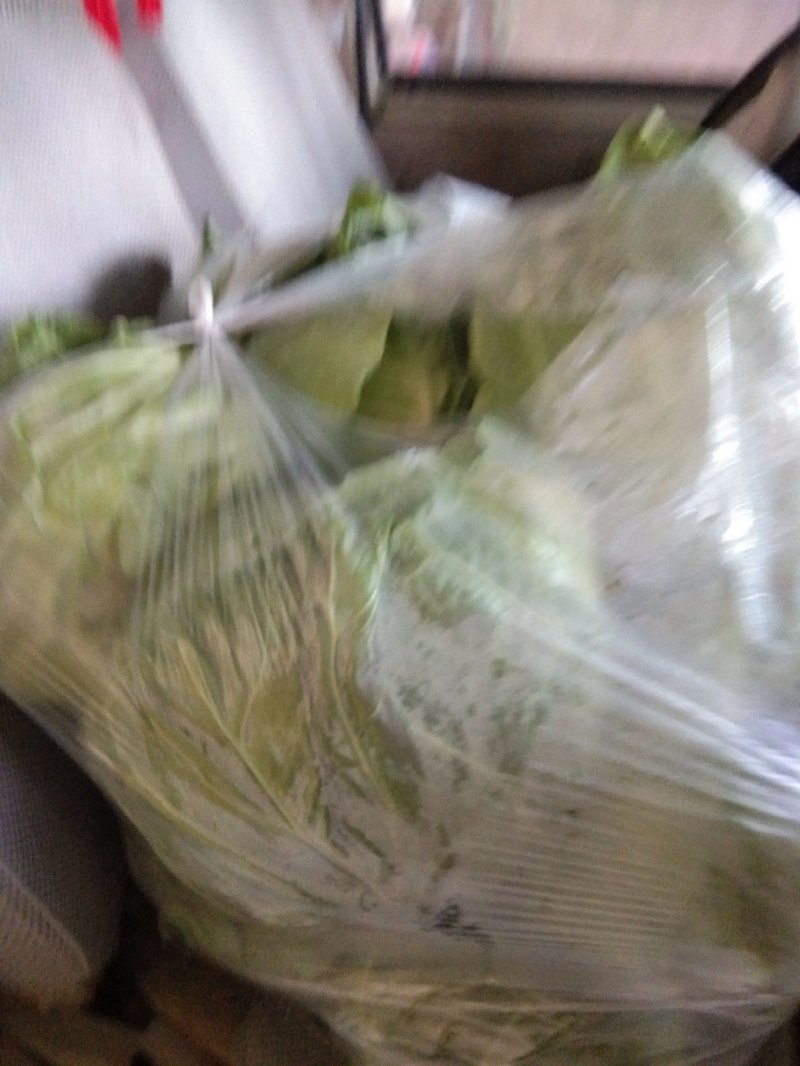 大量上市，圆包菜，甘蓝，优质产品欢迎咨询