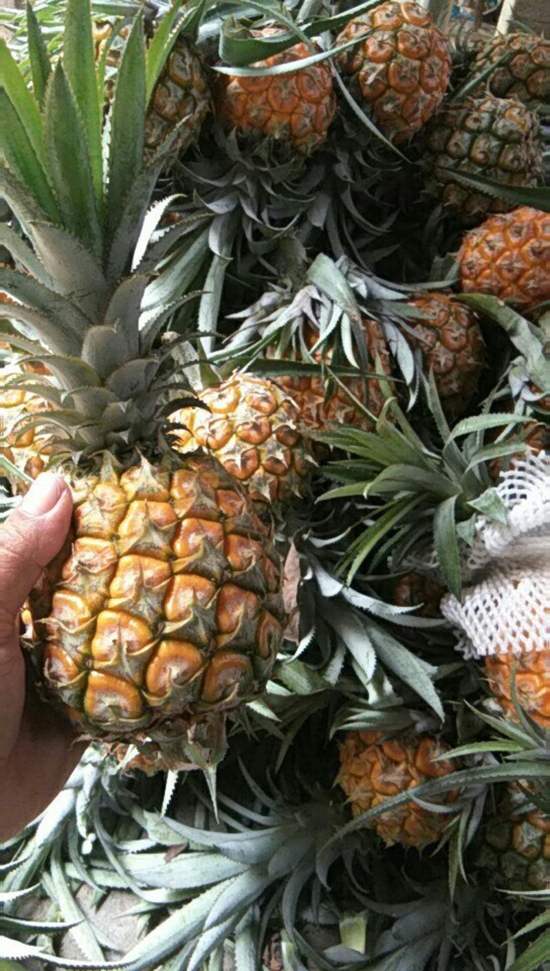 海南原产地香水小菠萝8斤装39元