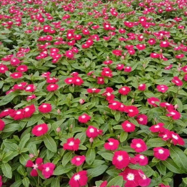 山东青州长春花基地直发可视频看货量大价优